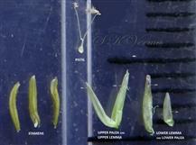  Parts of spikelet